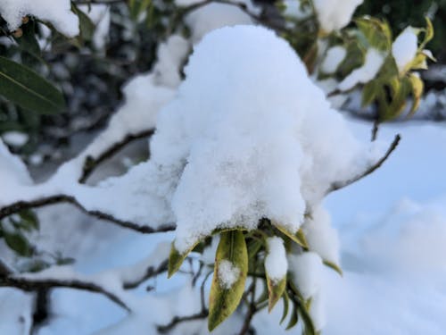 Kostenloses Stock Foto zu flocken, mutter natur, schnee