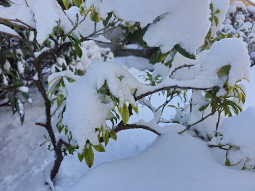 Ingyenes stockfotó havazás, hófedel, hóval borított témában