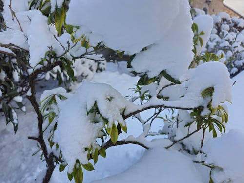 下雪的, 冬季, 天性 的 免費圖庫相片