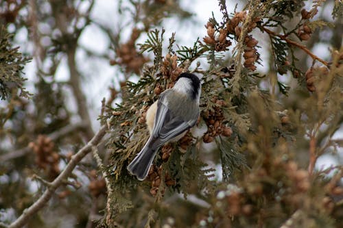 Black-capped Chickadee Bird