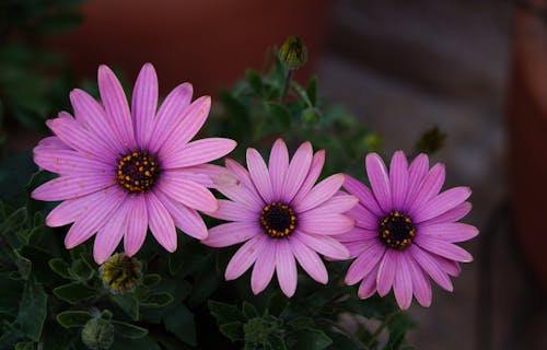 Kostenloses Stock Foto zu blumen, blütenblätter, frisch