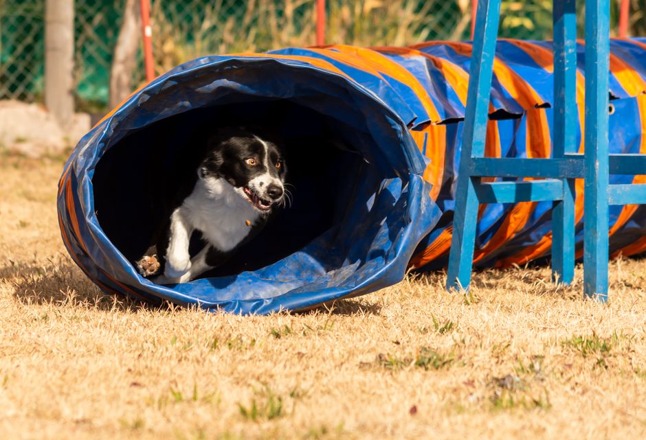 upscale onsite dog park with agility equipment and seating - dog friendly apartments near me upscale onsite dog park with agility equipment and seating - dog friendly apartments near me