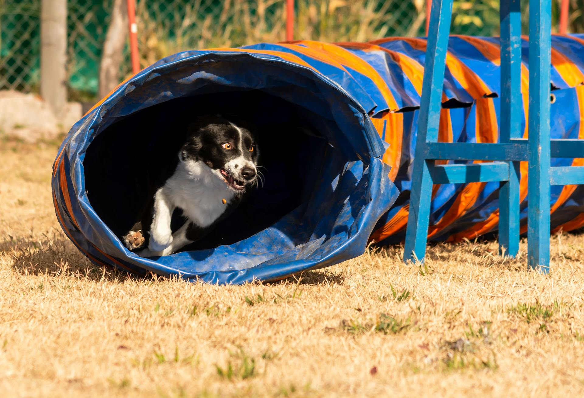 Border Collie Running out of Tunnel