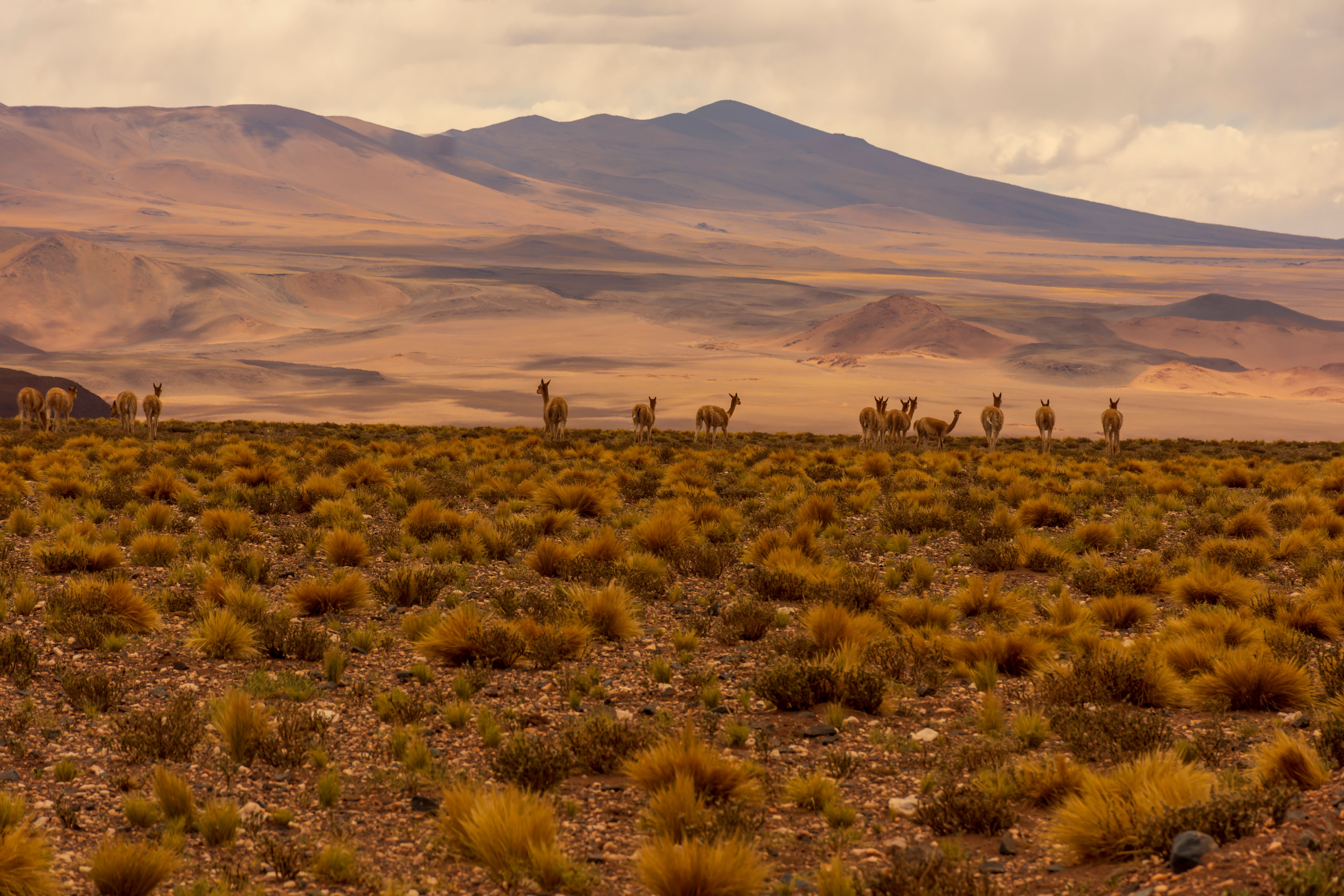 10 Day 'Body Renewal' Detox & Wellness Retreat, Peru 1