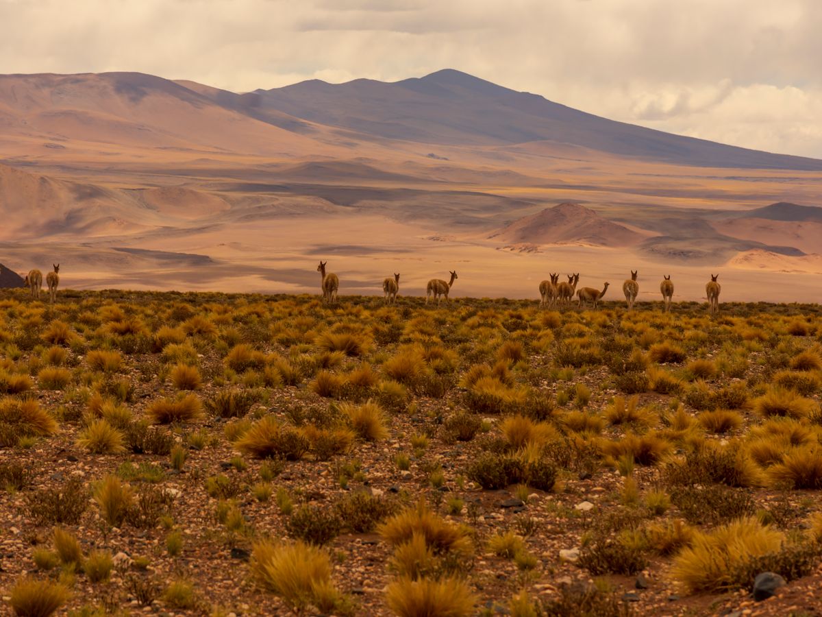 10 Day 'Body Renewal' Detox & Wellness Retreat, Peru 1