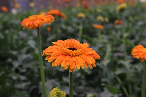 Free Orange Gerbera Flowers Stock Photo