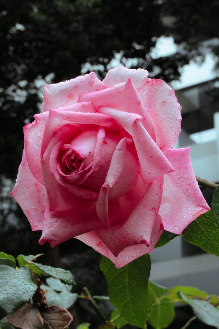 Pink Rose Flower