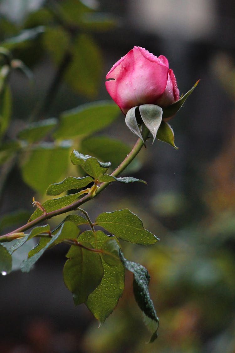 Pink Flower In Nature