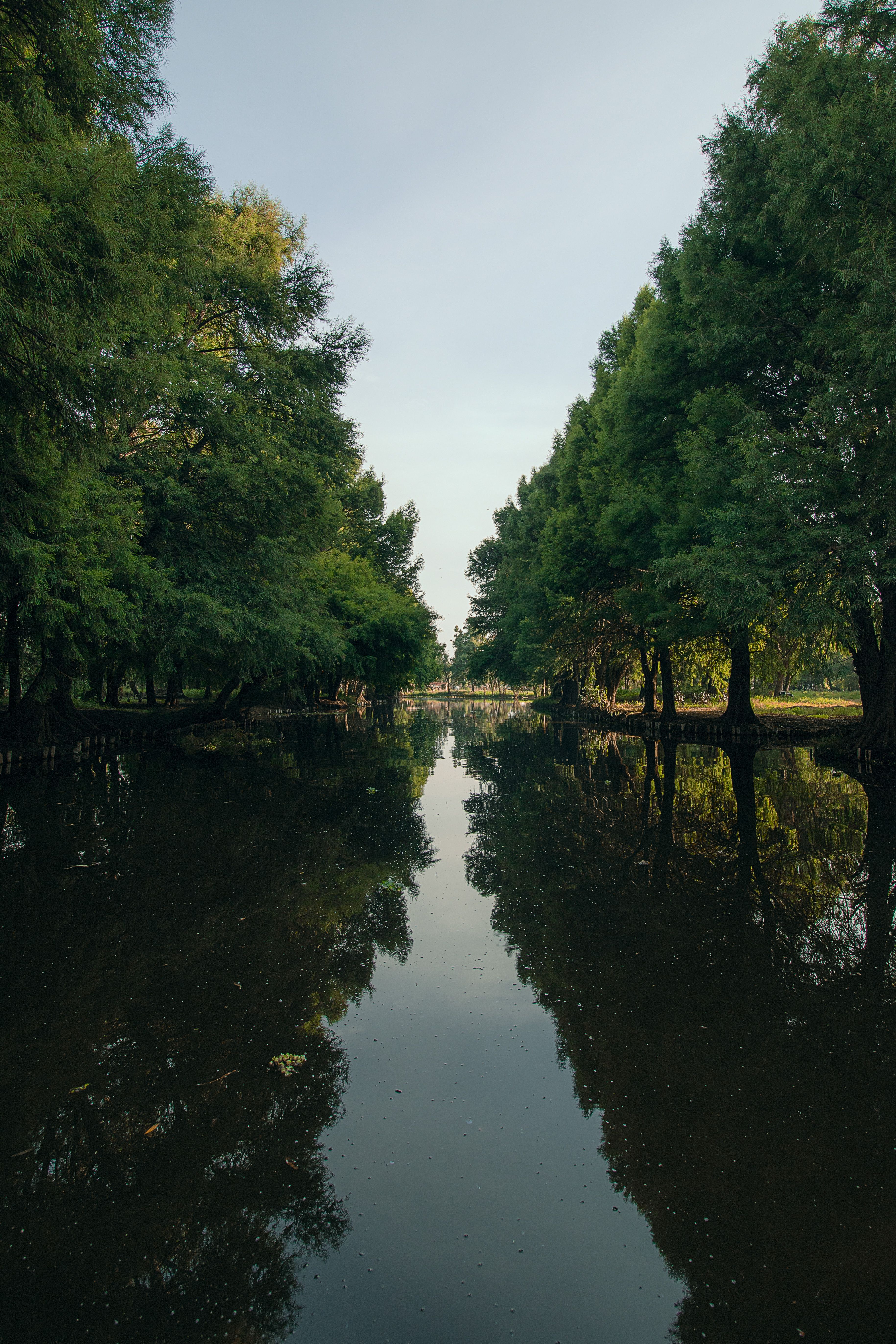 Green Trees around River in Park · Free Stock Photo