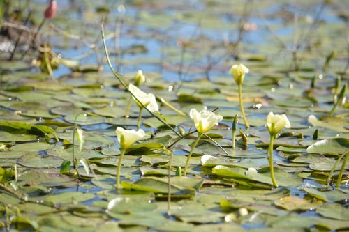 Free Water lilies  Stock Photo