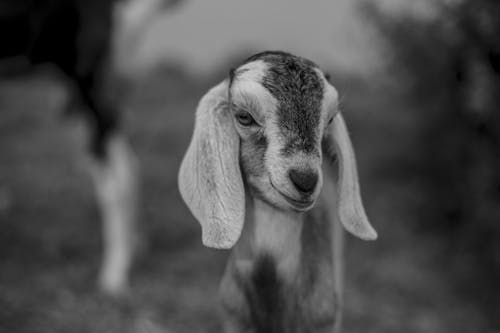 Goat Kid Portrait in Black and White