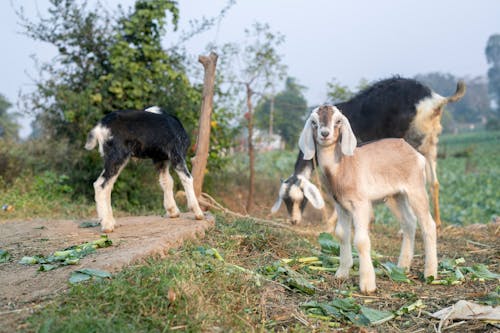 Goats Kids on Farm