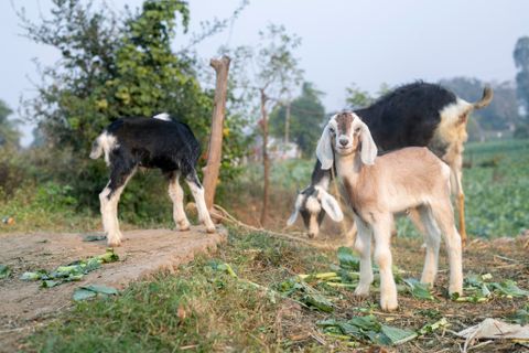 Goats on a farm