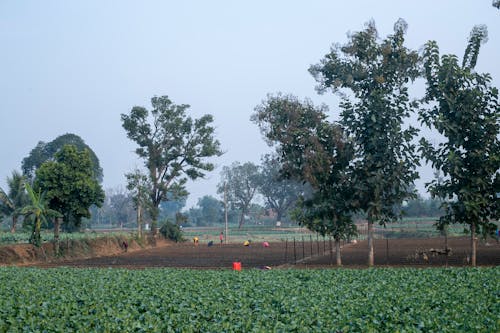 Photos gratuites de agriculture, arbres, campagne