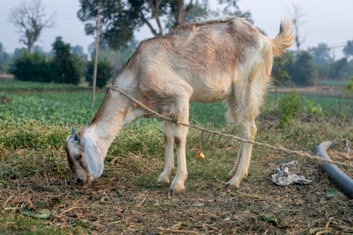 Goat on Pasture