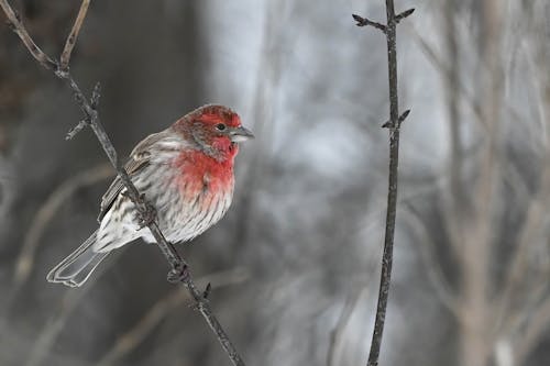 House Finch Holding on to a Twig