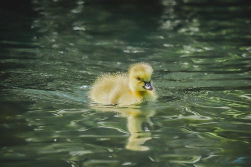 Duckling on Water