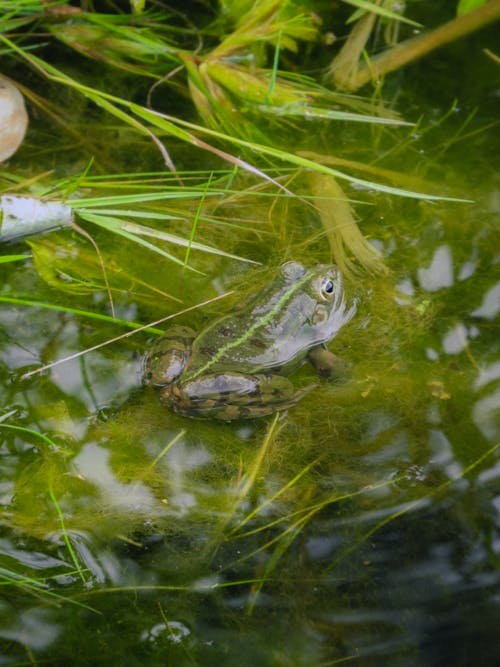 Common Water Frog Sticking its Head Out of the Pond
