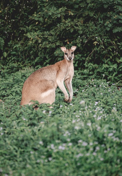 Kostenloses Stock Foto zu agiles wallaby, känguru, makropode