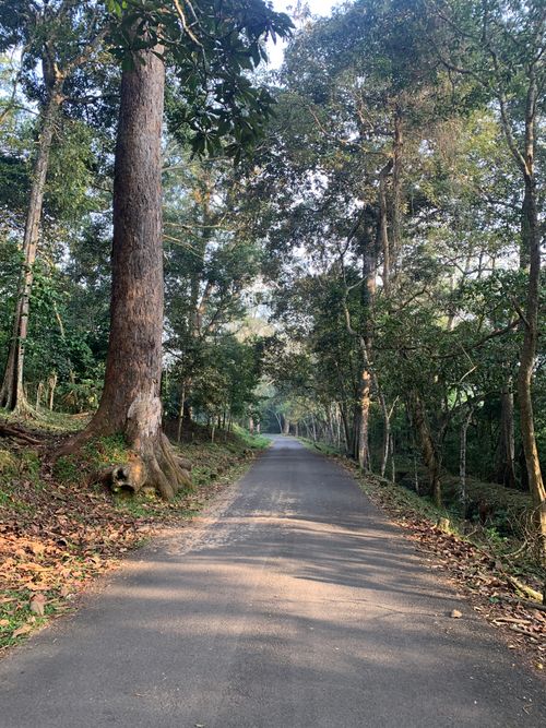 Free Peaceful forest road surrounded by tall trees and greenery, perfect for a nature escape. Stock Photo