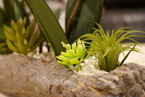 Free Plant Home Decor Stock Photo