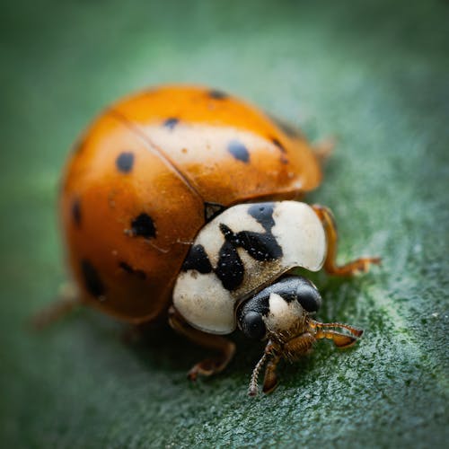 セレクティブフォーカス, てんとう虫, 動物の写真の無料の写真素材