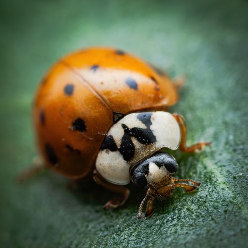 Free Macro photograph of a ladybug resting on a green leaf. Captured in Lima, Peru. Stock Photo