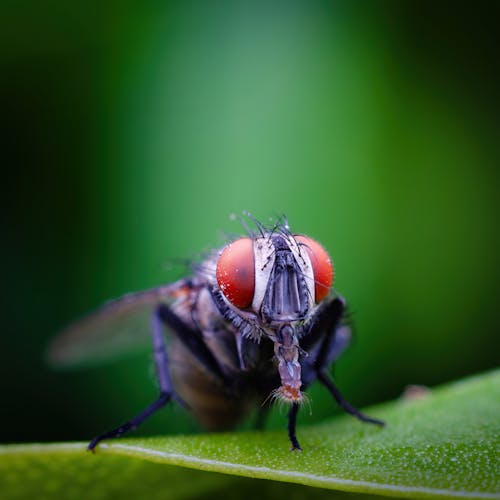 Δωρεάν στοκ φωτογραφιών με επιλεκτική εστίαση, μύγα, πράσινο φόντο