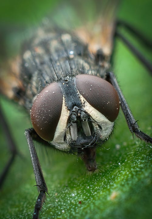 Δωρεάν στοκ φωτογραφιών με επιλεκτική εστίαση, κατακόρυφη λήψη, μύγα