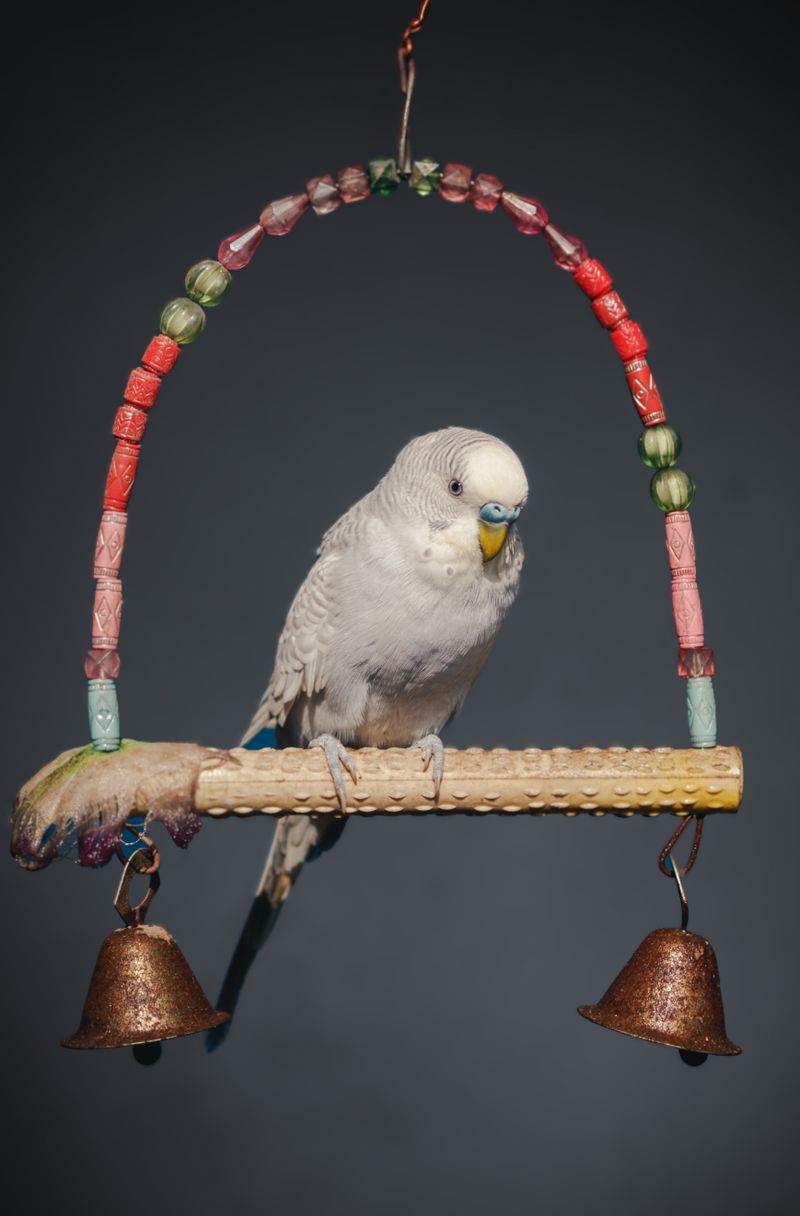 Colorful bird on a wooden perch toy