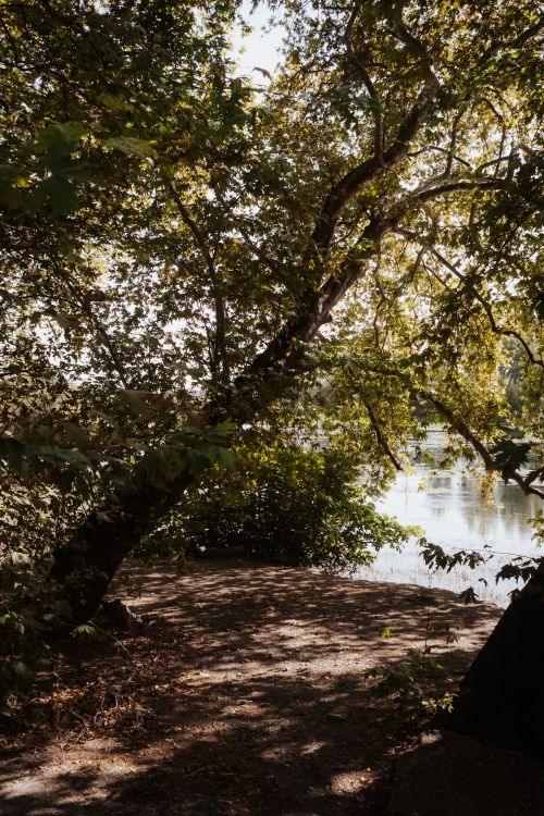 Free Serene lakeside view featuring abundant foliage, creating a peaceful natural scene. Stock Photo