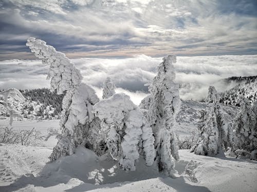 Gratis stockfoto met bergen, bevroren, bomen