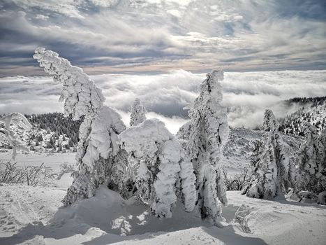 A breathtaking view of snow-covered trees in a serene winter mountain landscape under a cloudy sky.
