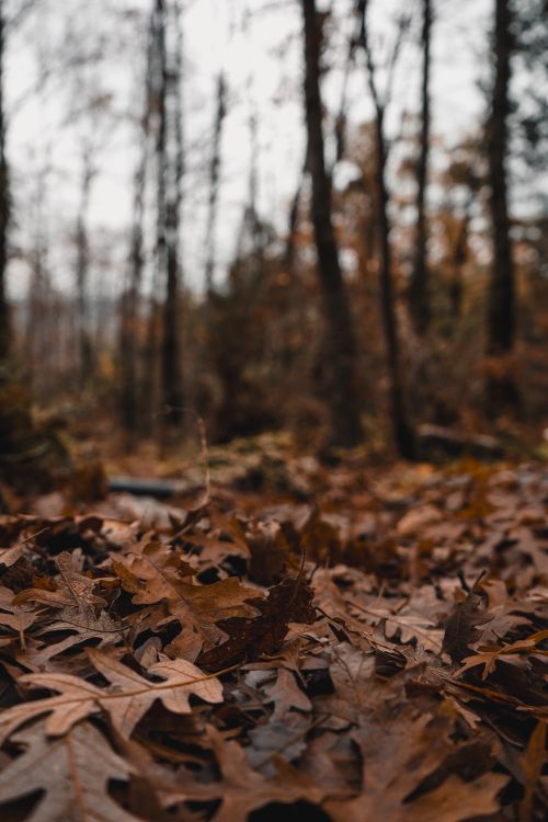 Free Explore a peaceful autumn forest in Lebanon, carpeted with fallen oak leaves. Stock Photo
