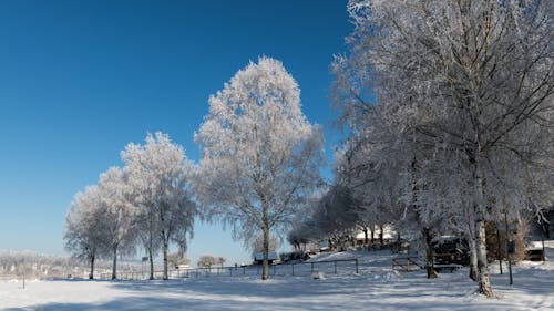 Fotos de stock gratuitas de arboles, cerca, invierno