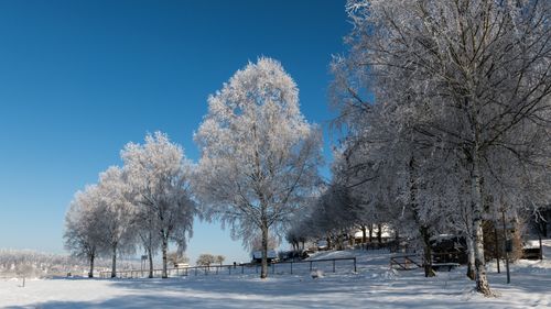 Free Serene winter scene of snow-covered trees in Beverungen, Germany under clear blue skies. Stock Photo