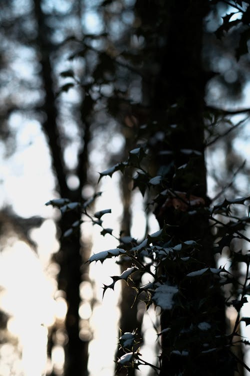 Closeup of Dark Blurred Trees