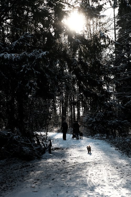 Foto profissional grátis de árvores, calçada, com frio