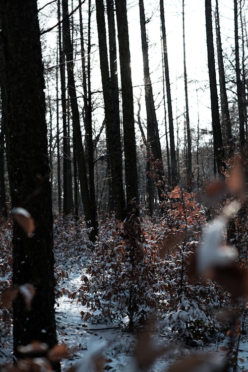 A Forest in Winter