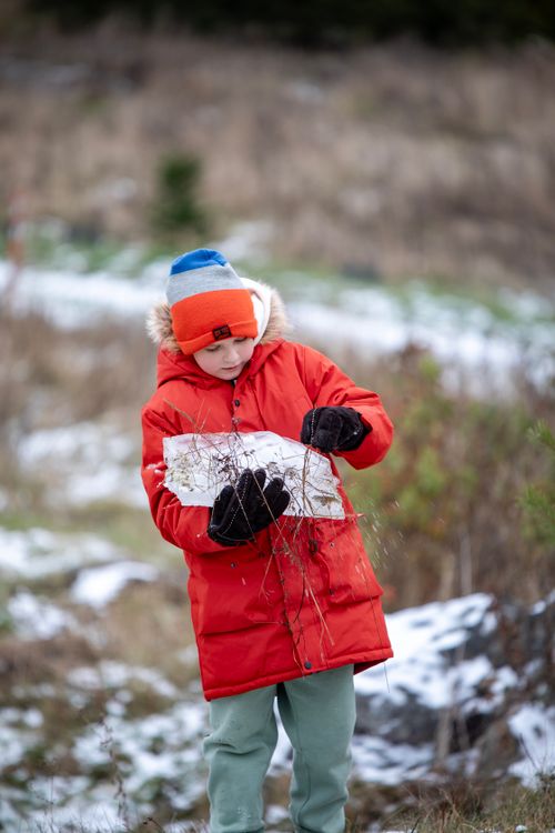Free Young boy in red jacket explores snowy outdoors, holding branches. Stock Photo