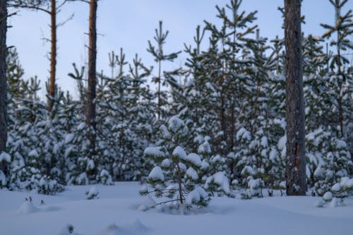 ağaçlar, beyaz, doğa içeren Ücretsiz stok fotoğraf