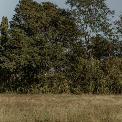 Grassland and Trees behind