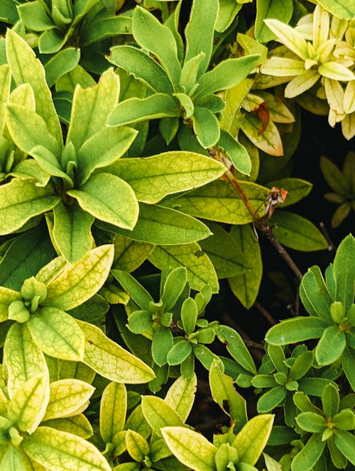 Close up of Green Leaves