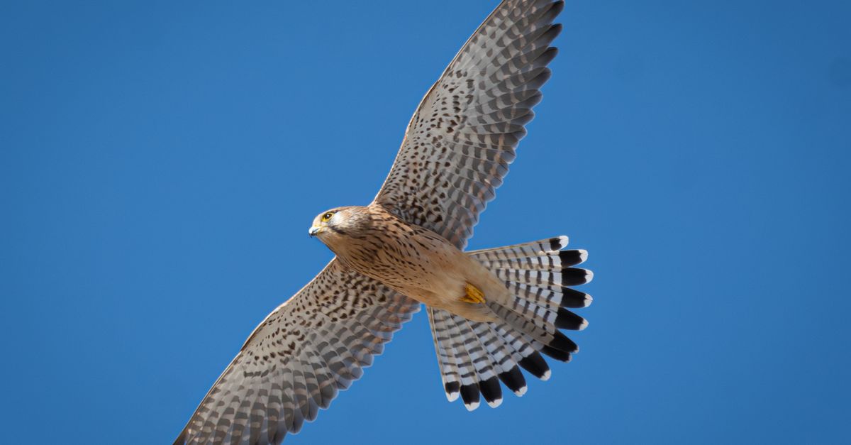 Kestrel Bird Flying In Sky Free Stock Photo kestrel-bird-flying-in-sky-free-stock-photo