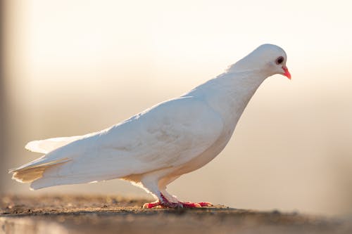 Imagine de stoc gratuită din alb, focalizare selectivă, fotografie cu animale sălbatice