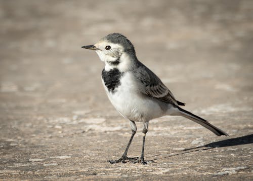 Small Bird on Ground