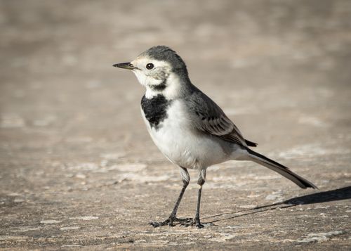 Free Detailed shot of a White Wagtail standing on a textured surface, showcasing wildlife beauty. Stock Photo