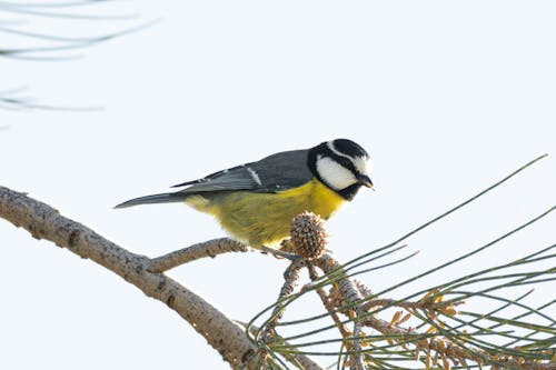 Eurasian Blue Tit Bird