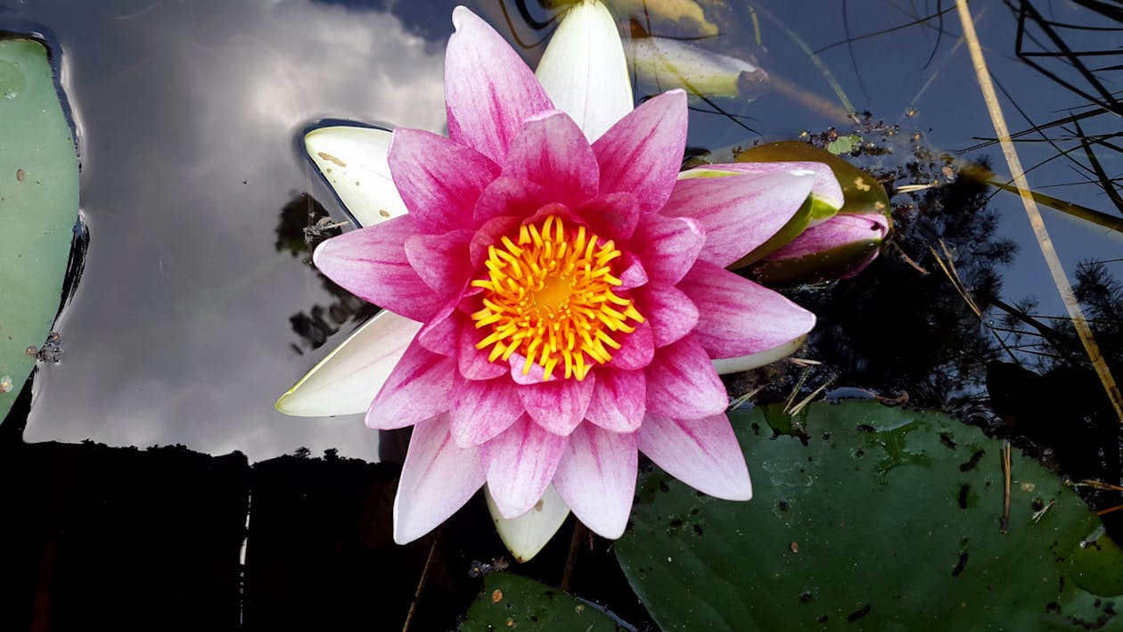 平靜的水面 睡蓮 粉紅色的花的免費圖庫相片