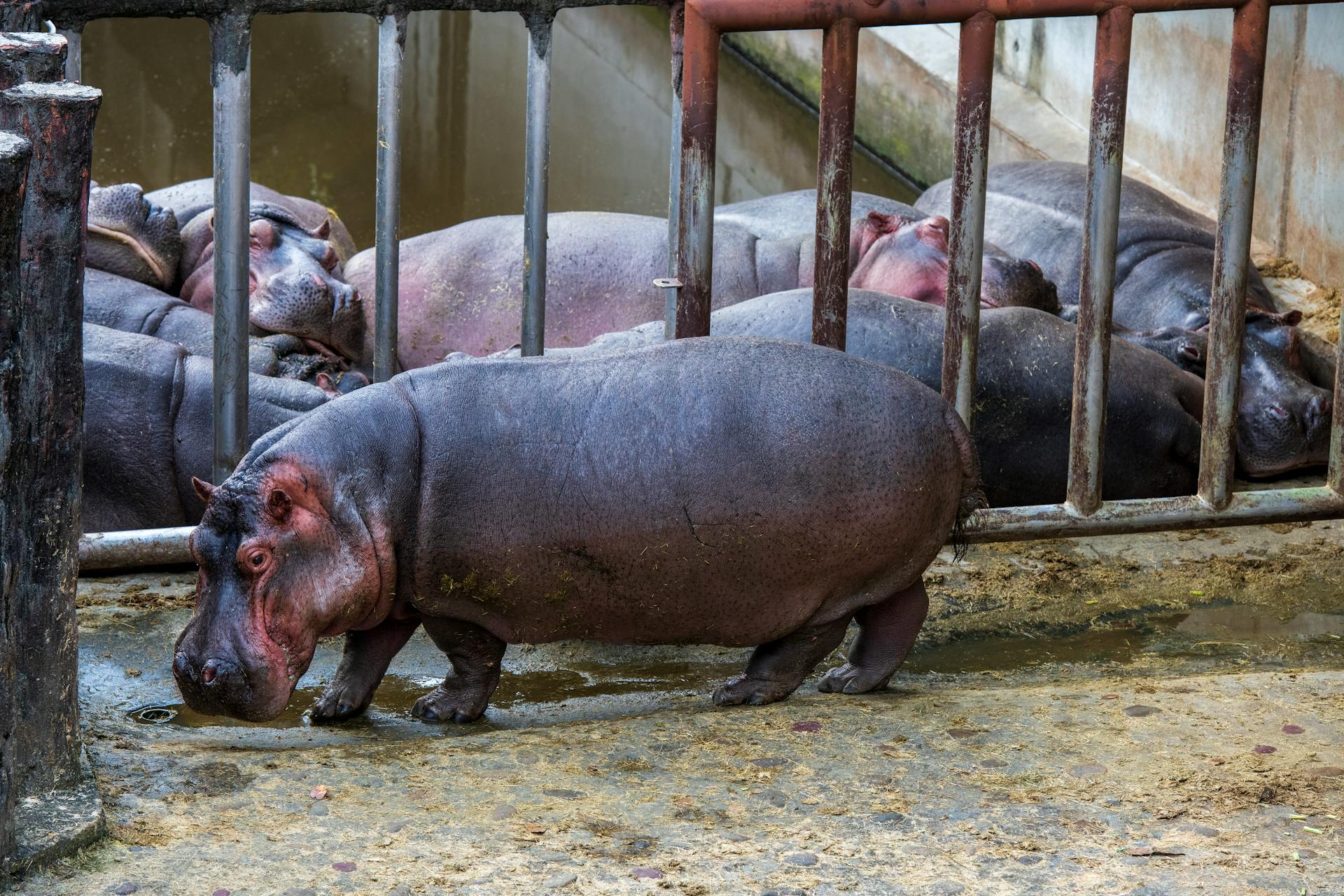 Group of hippopotamuses resting in captivity at a zoo, surrounded by metal bars.